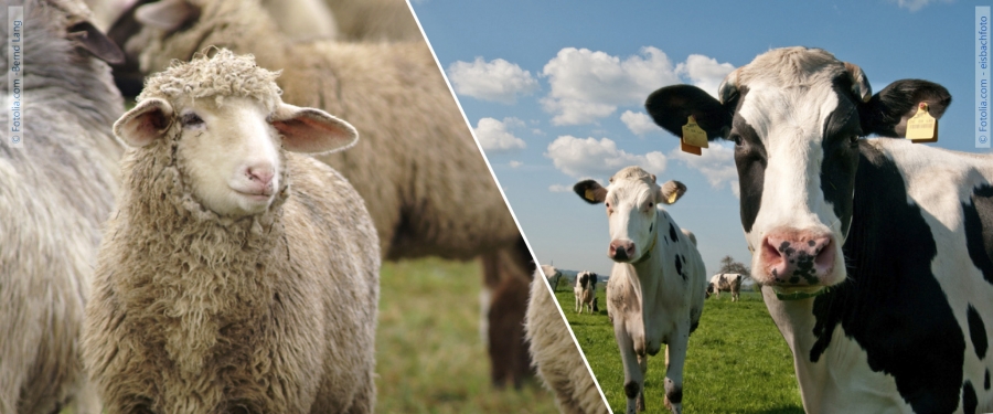 Erster nachgewiesener Fall der Blauzungenkrankheit bei Schafen im Kreis Paderborn ©Fotolia.com - Bernd, Fotolia.com - eisbachfofo